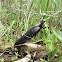 European oil beetle