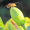 Lauxaniid Flies