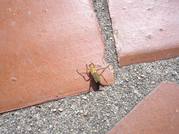 Spotting Image 1