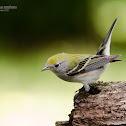 Chesnut-sided Warbler