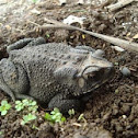 Bufonidae family