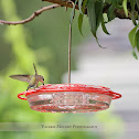 Female Ruby-throated Hummingbird