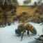 Honey bee