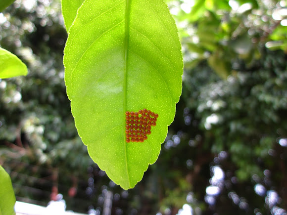 Spotting Image 1