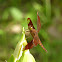 Fulvous Forest Skimmer