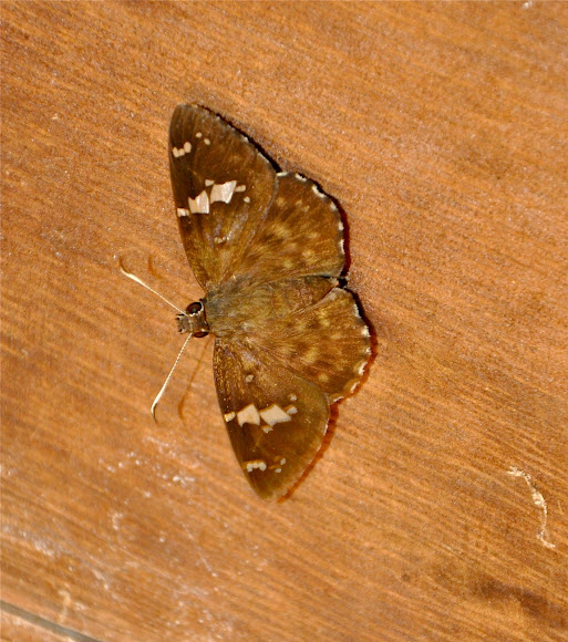 Spotting Image 1