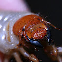 Melolontha sp.