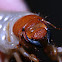 Melolontha sp.