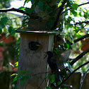 European Starling