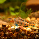 Orange throat darter