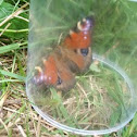 European Peacock
