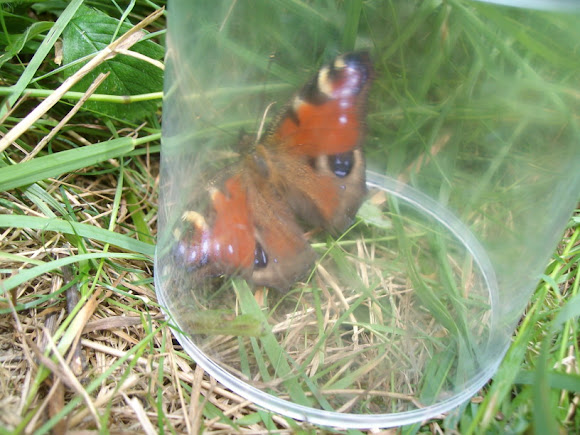 Spotting Image 1