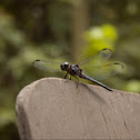Great blue skimmer