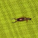 Forficula auricularia