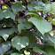 Catalpa