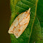 Sparganothid leafroller