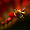Bombus