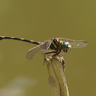 Common Clubtail