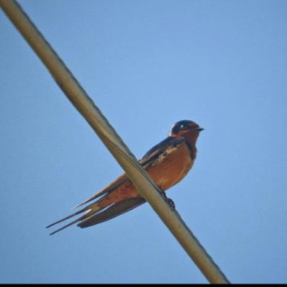 Spotting Image 1