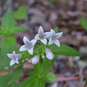 Large houstonia