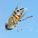 Hover Fly