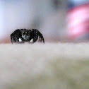 Twinflagged Jumping Spider