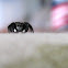 Twinflagged Jumping Spider