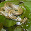 Olive Keelback