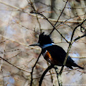 Belted KingFisher
