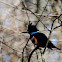 Belted KingFisher