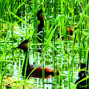 Eared Grebe