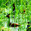 Eared Grebe