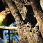 White-cheeked Barbet
