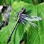 Midland Clubtail