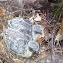Mourning dove