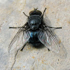 Blow Fly - male