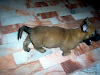 Cachorros Pastor Belga Malinois