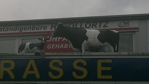Kühe Auf dem Dach 