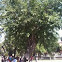 Morus alba (Morera)