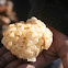 Common Welk, Waved Welk Eggs