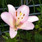 Daylily