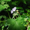Appendaged Waterleaf