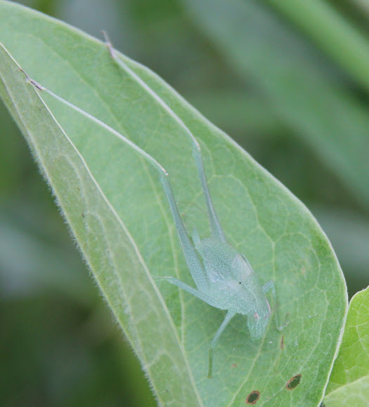 Spotting Image 1