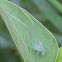 Angle-winged Katydid Nymph
