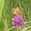 Least Skipper