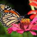 Monarch, female