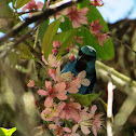 Blue Dacnis