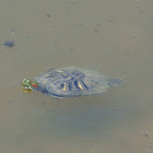 Red-eared Slider Turtle