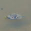 Red-eared Slider Turtle