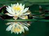 Reiki Energia De Amor